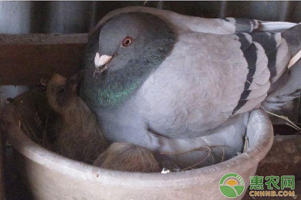 浅析种鸽配对前的饲料搭配管理方案 浅析种鸽配对前的饲料搭配管理方案-图片版权归惠农网所有