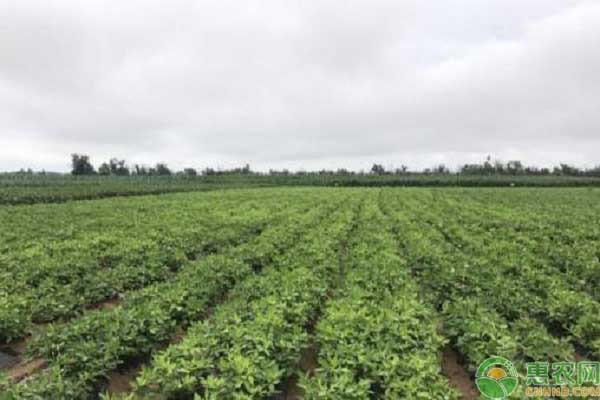 甘草育苗的方法-图片版权归惠农网所有