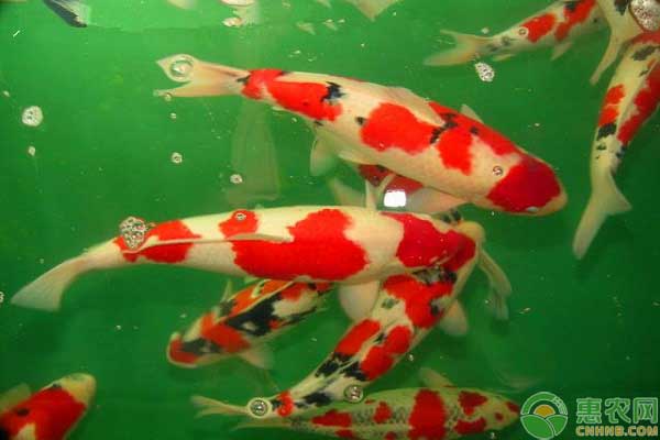 锦鲤的寿命有多长？怎么养才能长得好？-图片版权归惠农网所有
