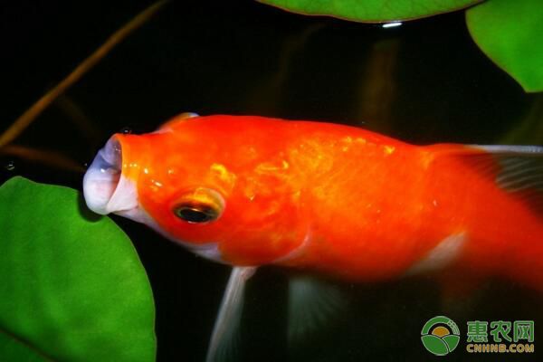 如何饲养锦鲤？锦鲤水质、溶解氧、饵料饲养管理要点-图片版权归惠农网所有