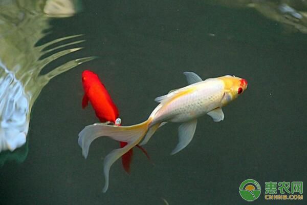 如何饲养锦鲤？锦鲤水质、溶解氧、饵料饲养管理要点-图片版权归惠农网所有