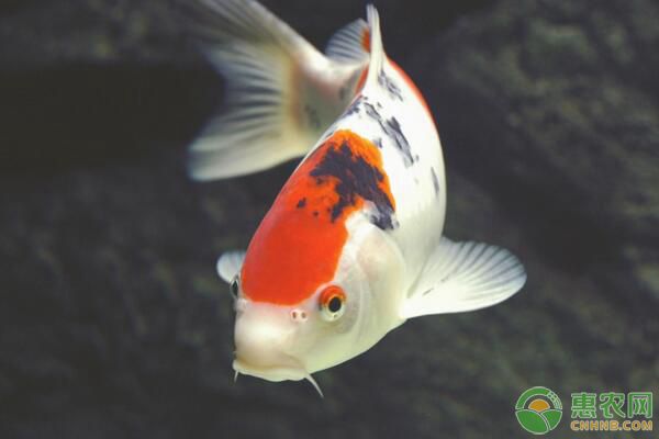 如何饲养锦鲤？锦鲤水质、溶解氧、饵料饲养管理要点-图片版权归惠农网所有