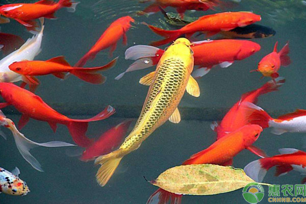 锦鲤鱼怎么养长得快？-图片版权归惠农网所有