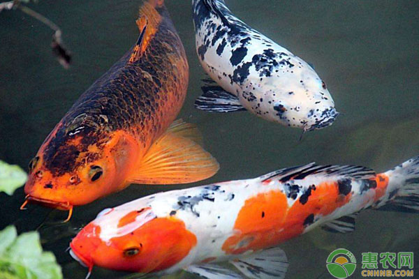 锦鲤鱼怎么养长得快？-图片版权归惠农网所有