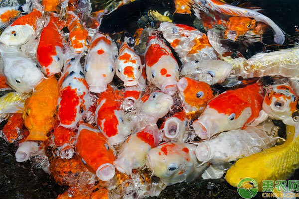 锦鲤鱼怎么养长得快？-图片版权归惠农网所有