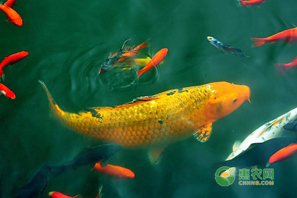 新手养锦鲤常见八大问题及处理方法-图片版权归惠农网所有