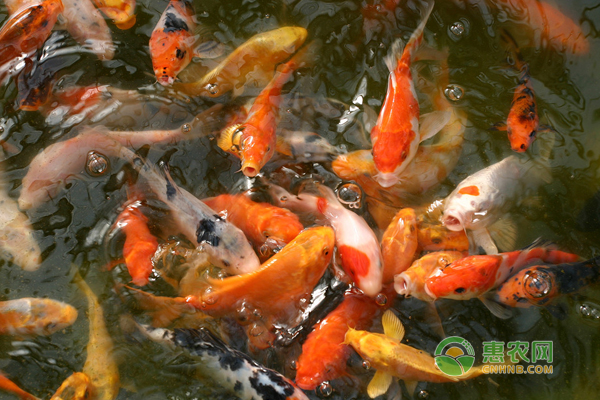 新手养锦鲤常见八大问题及处理方法-图片版权归惠农网所有