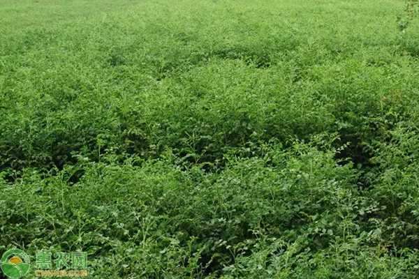 甘草种植技术及亩收益-图片版权归惠农网所有