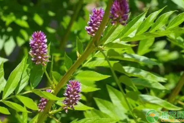 甘草常见虫害的防治-图片版权归惠农网所有