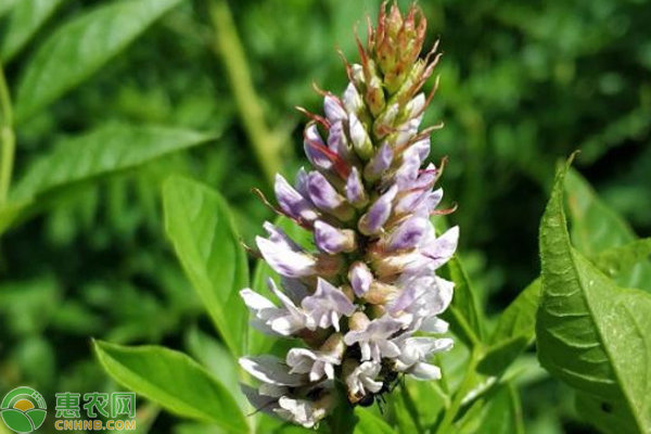 甘草常见虫害的防治-图片版权归惠农网所有