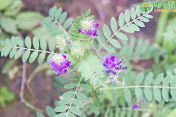 甘草常见虫害的防治-图片版权归惠农网所有
