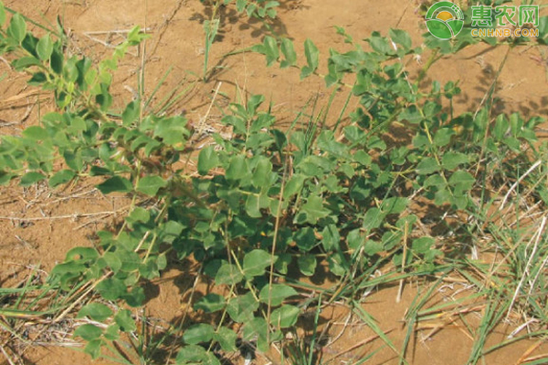 甘草种植技术与栽培管理-图片版权归惠农网所有