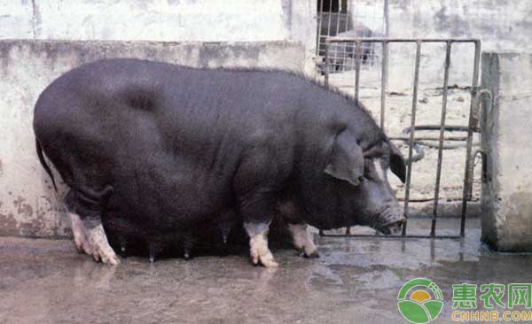 养殖技术分享：苏姜猪饲养管理技术-图片版权归惠农网所有