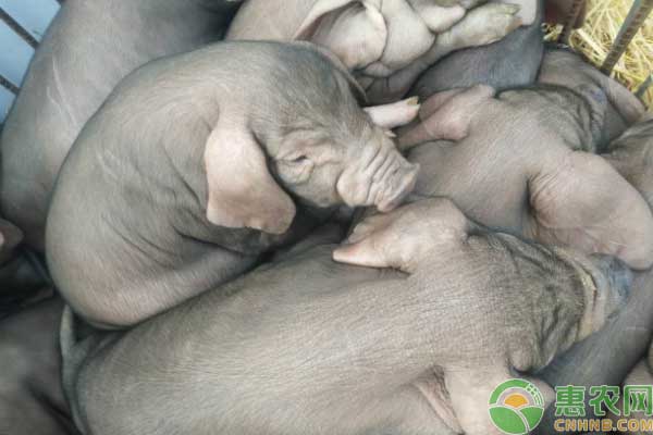 养殖技术分享：苏姜猪饲养管理技术-图片版权归惠农网所有