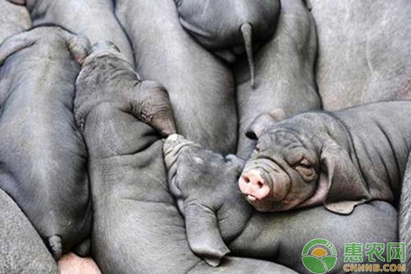 养殖技术分享：苏姜猪饲养管理技术-图片版权归惠农网所有