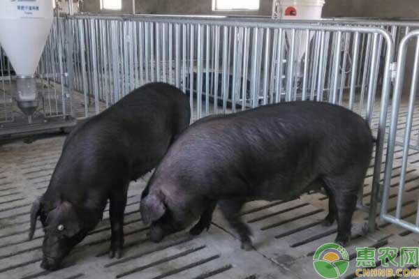 养殖技术分享：苏姜猪饲养管理技术-图片版权归惠农网所有