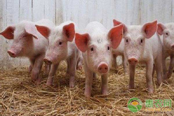 养猪技巧：甘草妙用猪增重，各种猪病都能治！-图片版权归惠农网所有