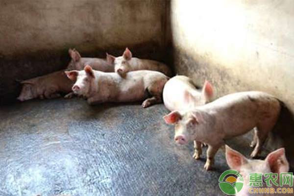 养猪技术：生猪发生食物中毒的急救措施-图片版权归惠农网所有