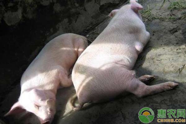 养猪技术：生猪发生食物中毒的急救措施-图片版权归惠农网所有