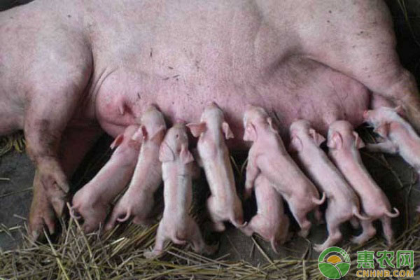 仔猪水肿病怎么办？仔猪水肿病的诊断与防治方法-图片版权归惠农网所有