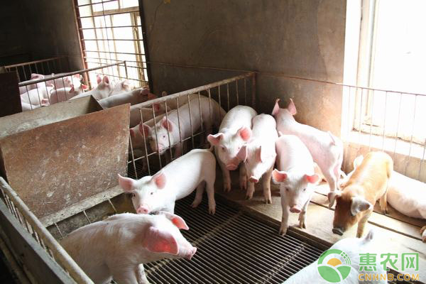 仔猪水肿病怎么办？仔猪水肿病的诊断与防治方法-图片版权归惠农网所有