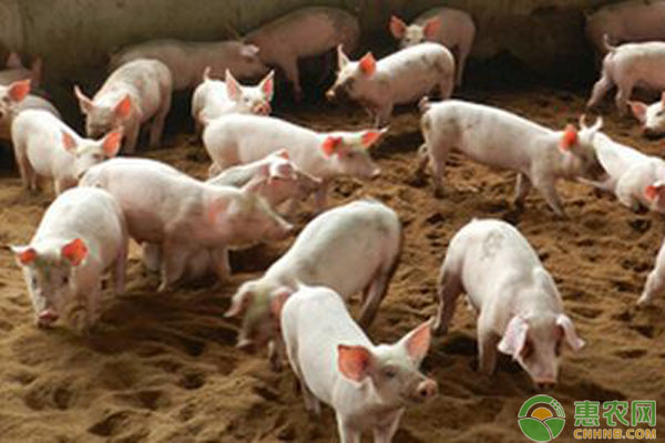 仔猪假死如何判断？仔猪假死的抢救方法-图片版权归惠农网所有