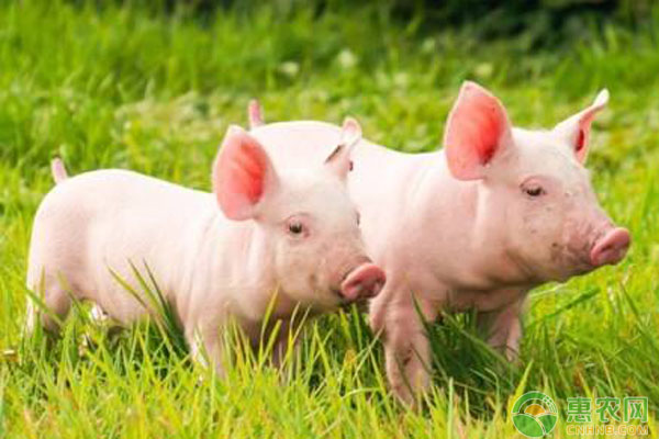 仔猪假死如何判断？仔猪假死的抢救方法-图片版权归惠农网所有