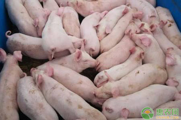 仔猪假死如何判断？仔猪假死的抢救方法-图片版权归惠农网所有