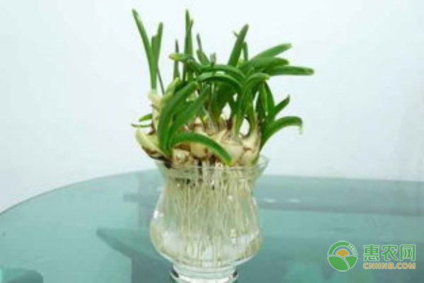 水仙花的繁殖方法-图片版权归惠农网所有
