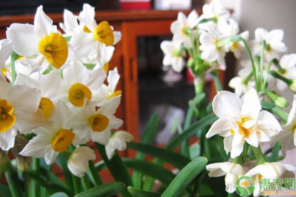 水仙花养殖方法与技巧-图片版权归惠农网所有