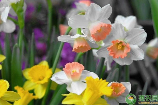 水仙花养殖方法与技巧-图片版权归惠农网所有