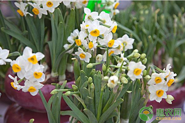 如何挑选水仙花种球？水仙花的日常养护方法-图片版权归惠农网所有