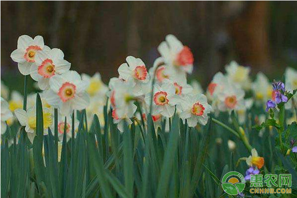 如何挑选水仙花种球？水仙花的日常养护方法-图片版权归惠农网所有