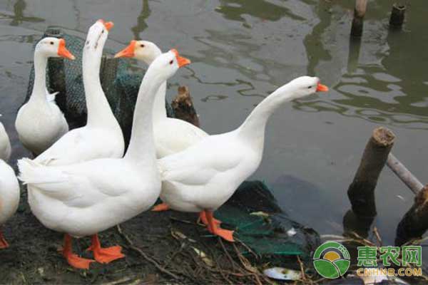 肉鹅养殖疾病防治事项-图片版权归惠农网所有