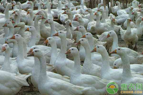肉鹅养殖疾病防治事项-图片版权归惠农网所有
