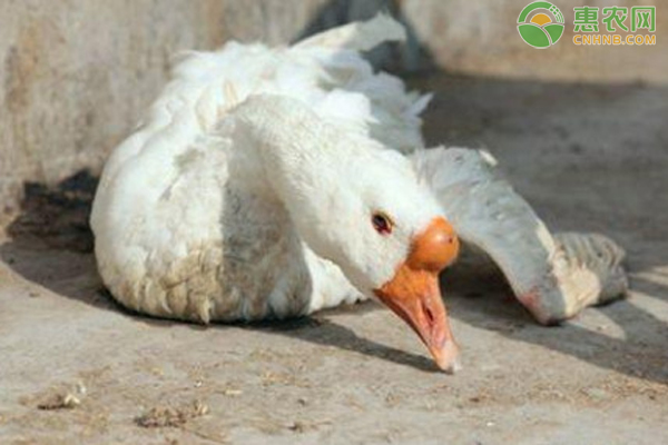 鹅脚软站不起来是什么原因？如何防治？-图片版权归惠农网所有