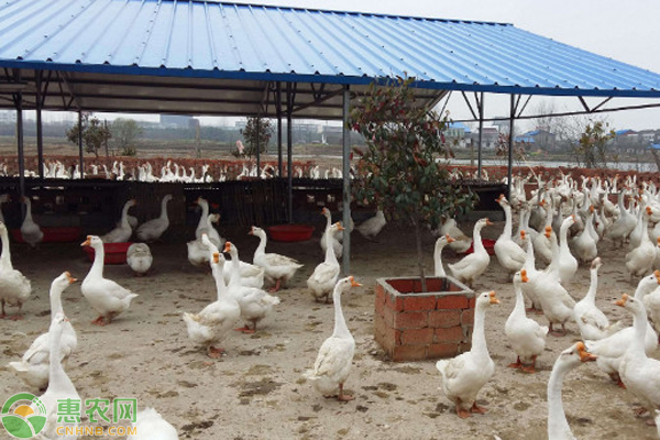 鹅脚软站不起来是什么原因？如何防治？-图片版权归惠农网所有