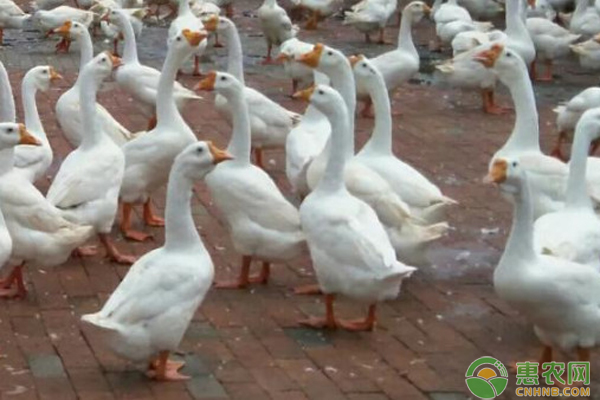 鹅脚软站不起来是什么原因？如何防治？-图片版权归惠农网所有