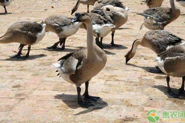 养鹅需要防疫哪些病？-图片版权归惠农网所有