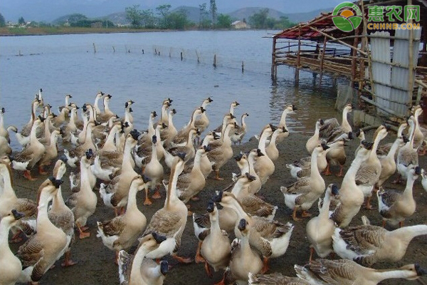养鹅需要防疫哪些病？-图片版权归惠农网所有