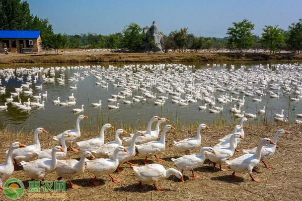 养鹅需要防疫哪些病？-图片版权归惠农网所有