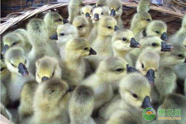 大棚养鹅的管理要点-图片版权归惠农网所有