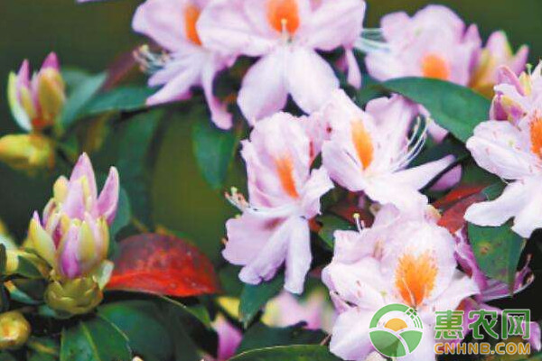浅析毛棉杜鹃的培育技术-图片版权归惠农网所有