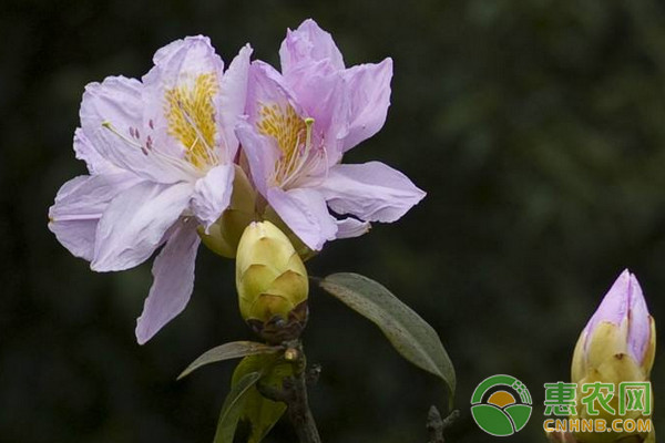 浅析毛棉杜鹃的培育技术-图片版权归惠农网所有
