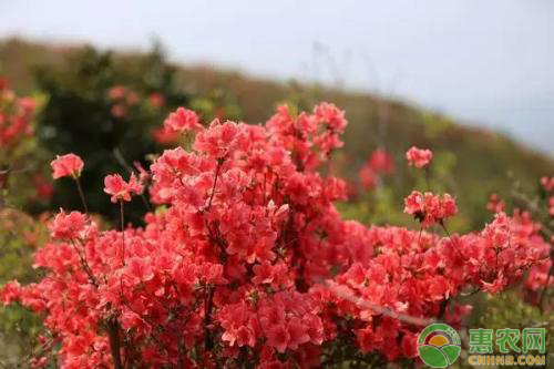 杜鹃养殖方法与技巧-图片版权归惠农网所有