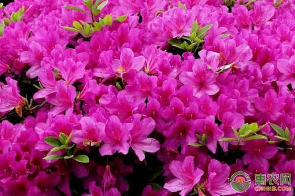 杜鹃养殖方法与技巧-图片版权归惠农网所有