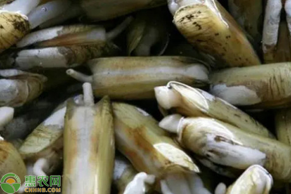 贝类缢蛏的收获与加工-图片版权归惠农网所有
