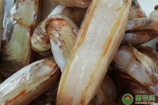 贝类缢蛏的收获与加工-图片版权归惠农网所有