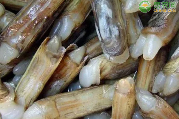 贝类缢蛏的收获与加工-图片版权归惠农网所有