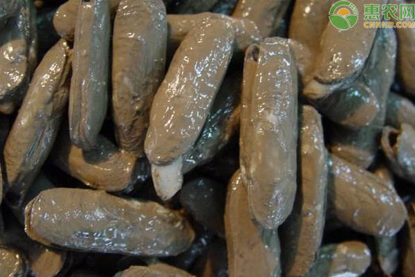 缢蛏人工养殖技术-图片版权归惠农网所有